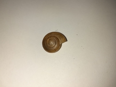 Gastropoda