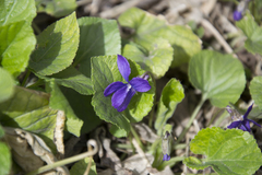 Viola odorata