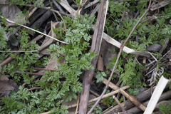 Anthriscus sylvestris