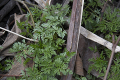 Anthriscus sylvestris