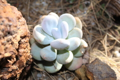 Pachyphytum
