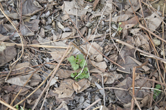 Urtica dioica