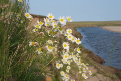 Tripleurospermum hookeri