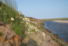 Tripleurospermum hookeri