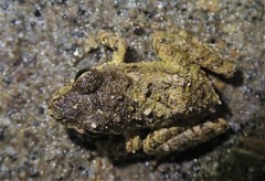 Pristimantis actites