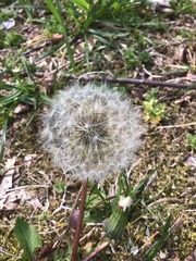 Taraxacum officinale