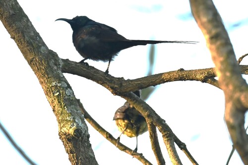 Bronze Sunbird