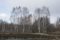 Betula pendula