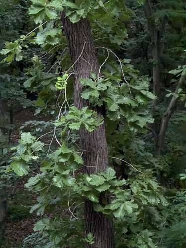 Daimyo Oak
