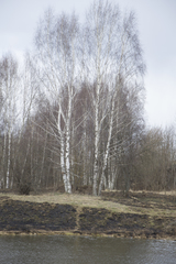 Betula pendula