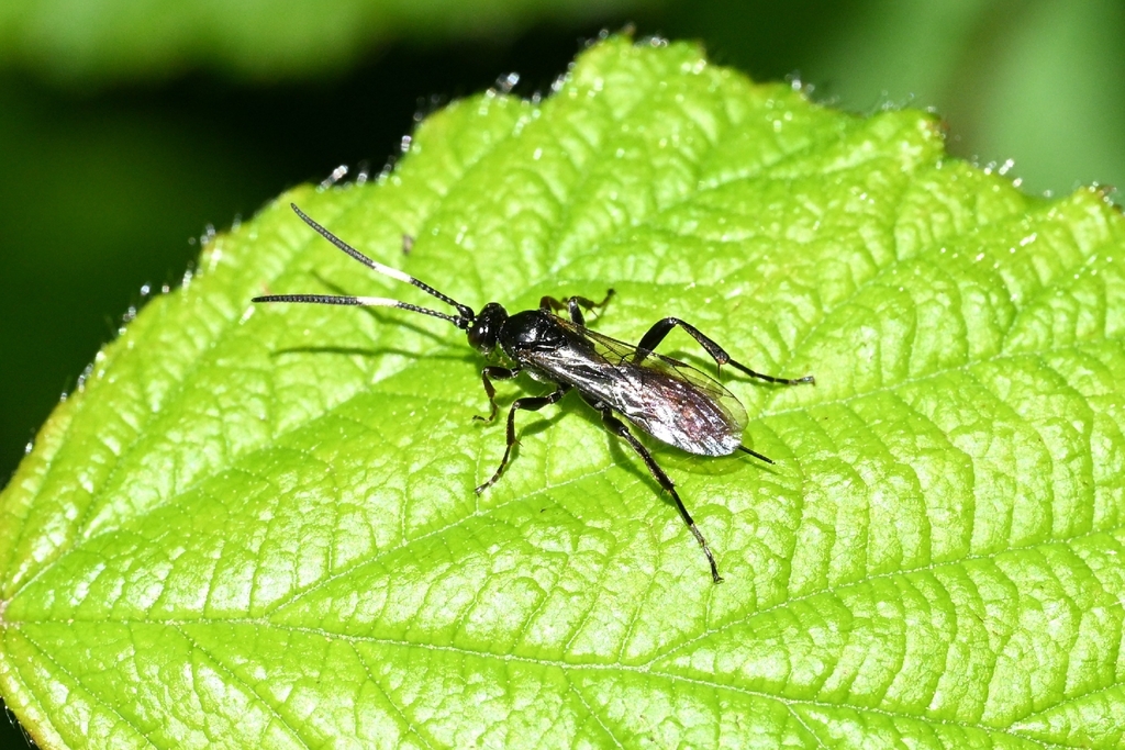 Crypteffigies albilarvatus