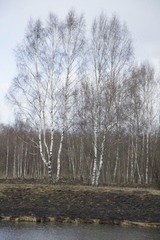 Betula pendula