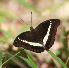 Bassarona piratica