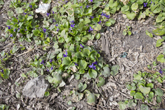 Viola odorata