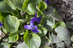 Viola odorata