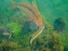 Trachinops caudimaculatus