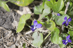 Viola odorata