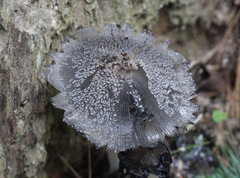 Coprinopsis jonesii