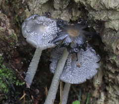 Coprinopsis jonesii