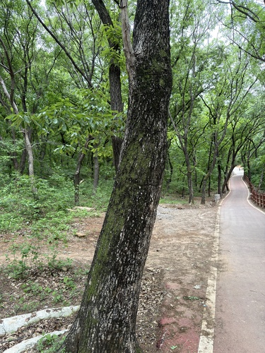 Shandong Maple