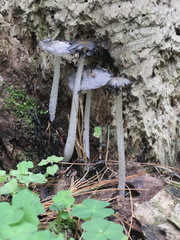 Coprinopsis jonesii