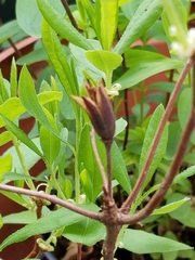 Rhododendron atlanticum