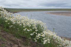 Tripleurospermum hookeri