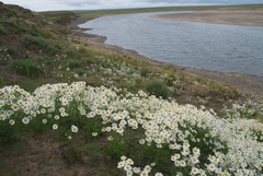 Tripleurospermum hookeri