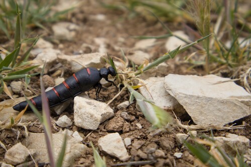 Red-striped Oil Beetle