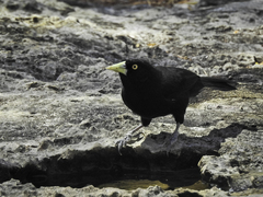 Amblycercus holosericeus