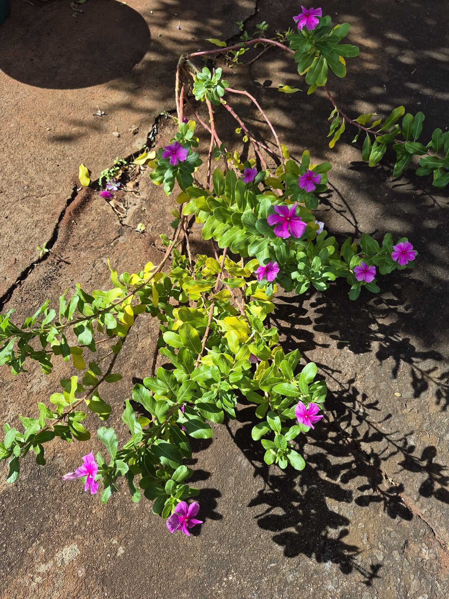 Catharanthus roseus