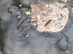 Limnoporus