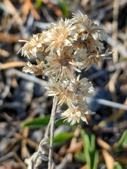 Antennaria corymbosa