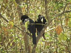 Amblycercus holosericeus