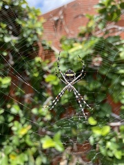 Argiope argentata