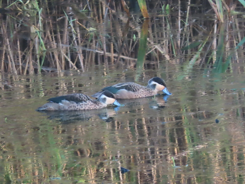 iNaturalist image