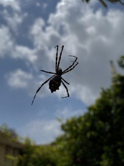 Argiope argentata