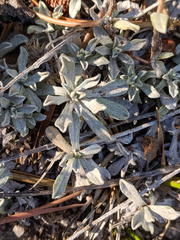 Antennaria corymbosa