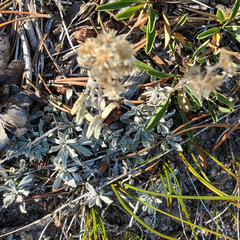 Antennaria corymbosa