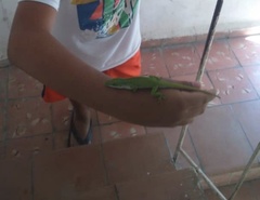 Anolis porcatus