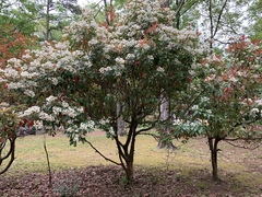 Photinia × fraseri