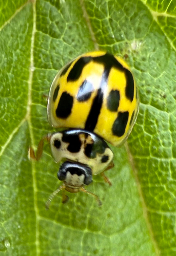 Fourteen-spotted Lady Beetle