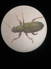 Pachyrhinus lethierryi