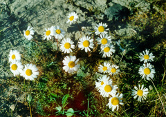 Tripleurospermum hookeri