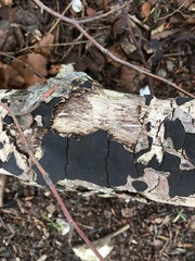 Biscogniauxia nummularia