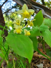 Epimedium × versicolor