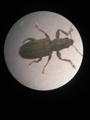Pachyrhinus lethierryi