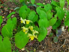 Epimedium × versicolor
