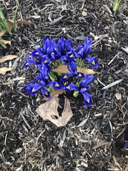Iris reticulata