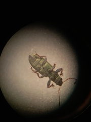 Pachyrhinus lethierryi